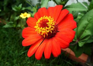 ¿Cómo Hacer un Negocio de Plantas? Una Guía para Hacer Florecer tu Emprendimiento